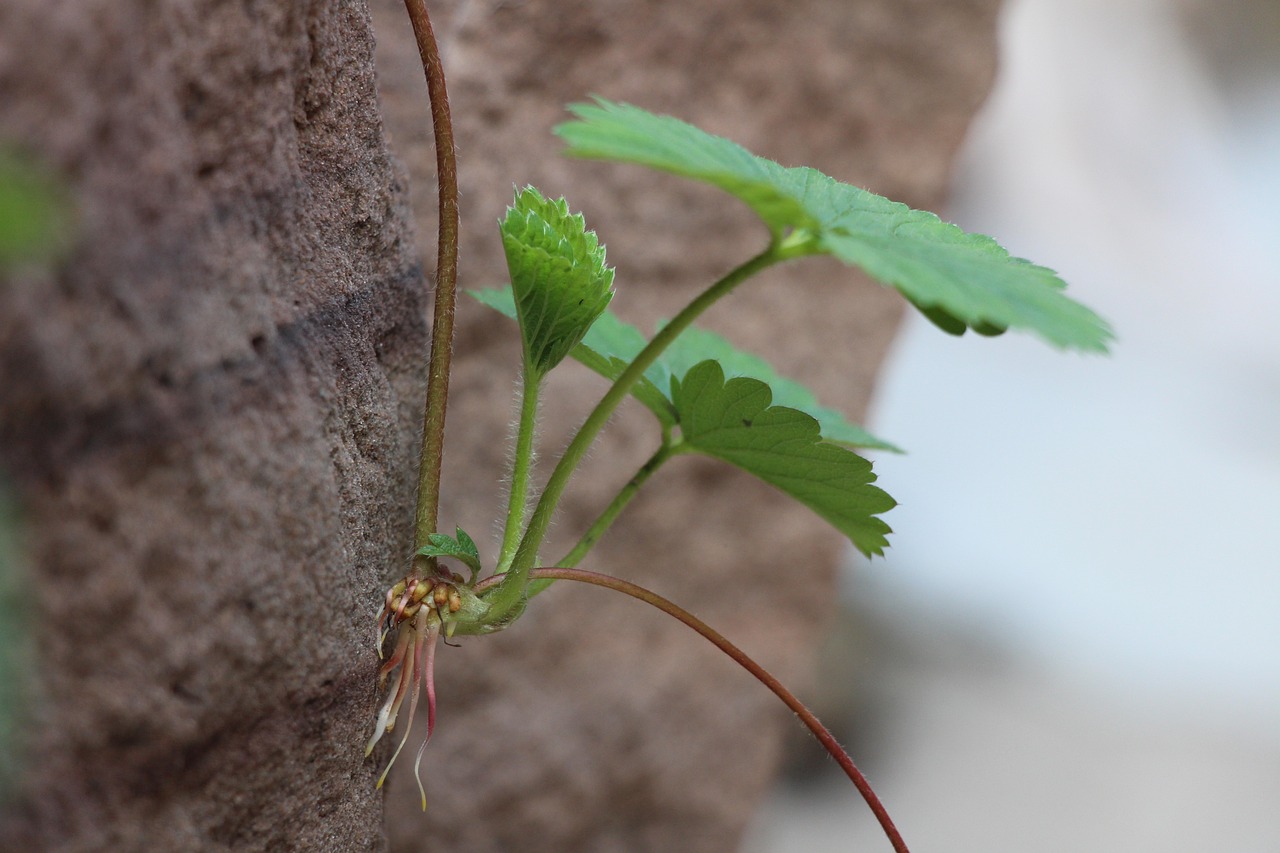 撒油菜苗的正确方法，种植技巧详解